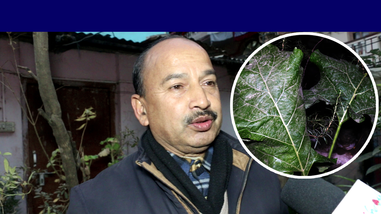 एच आइ भी देखि क्यान्सर सम्मको रोग चेट पार्ने जडीबुटी भेटियो राजधानीमै,हेर्नुहोस भिडियो कुराकानीनै