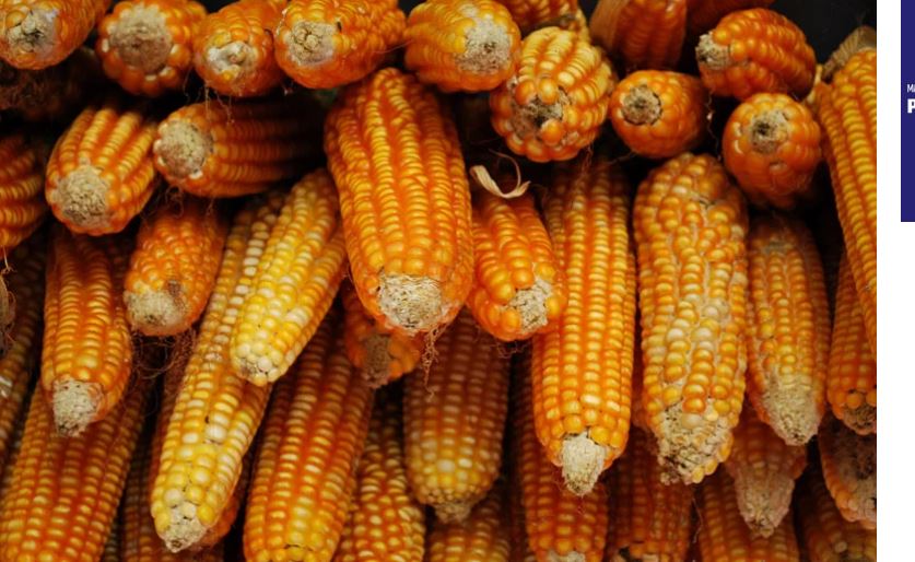 एक्कसी बढ्यो मकै  को माग किन बढ्यो …