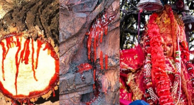कतै अनिष्ठ हुने संकेत त होइन फेरी ? पाथीभरा माताको मन्दिर नजिकै यसरि बग्यो रगतको खोलो