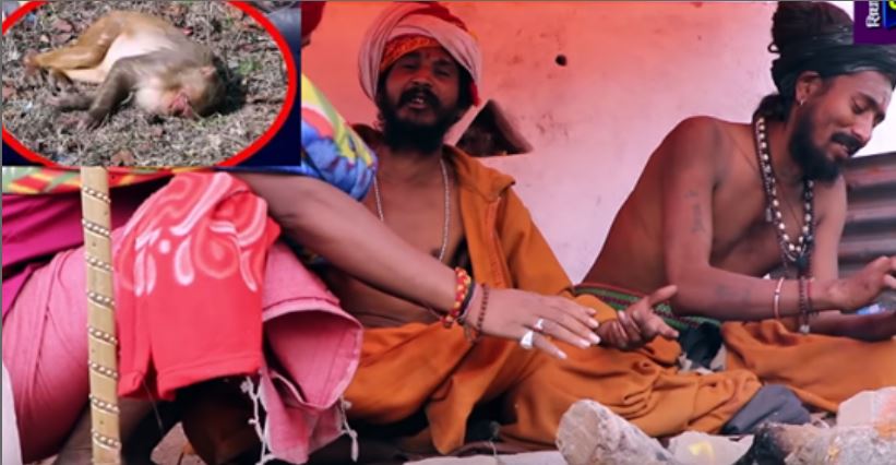 महाशिवरात्रीमा युवायुवती देखि बाँदरसम्म भाङले लठ्ठा पशुपतिमा, यस्तो देखियो पशुपतिमा अनौठा दृश्यहरु