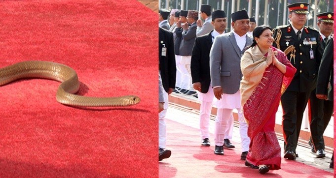 राष्ट्रपतिको रेड कार्पेटमा सर्पको सवारी,यसरि निस्कियो सर्प ,हेर्नुहोस भिडियो