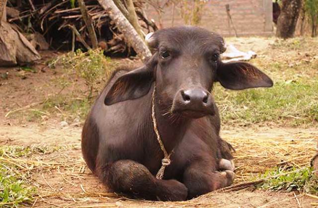 भैसीलाई पनि छाडेरः भैसी बलत्कारको अभियोगमा मुद्धा दर्ता