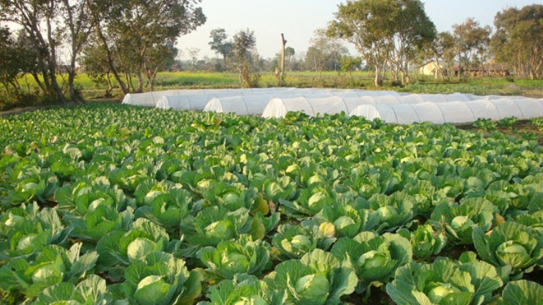 सावधान ! अत्यधिक बिषादी प्रयोग : तरकारी खादा पनि जान सक्छ ज्यान