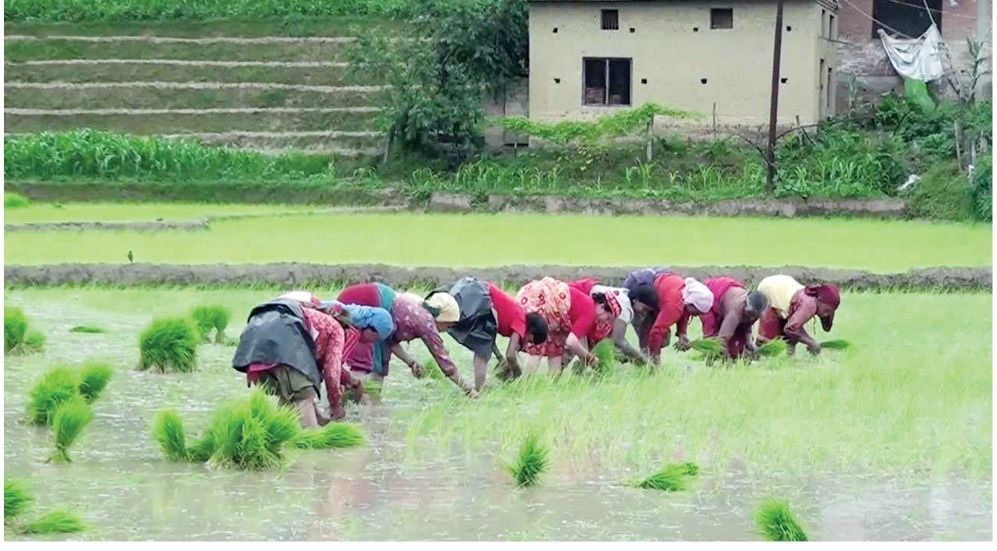 आज असार १५ (धान दिवस)यसरि मनाईदै असार १५