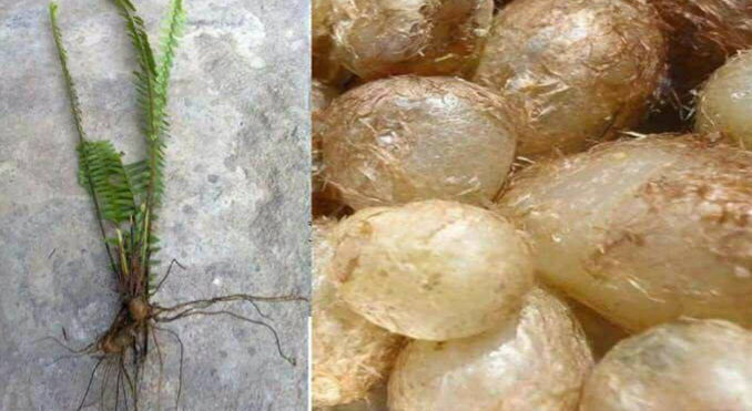 जण्डिस छिटो निको पार्ने पानी अमलाका यस्ता छन् अपत्यारीला फाइदा