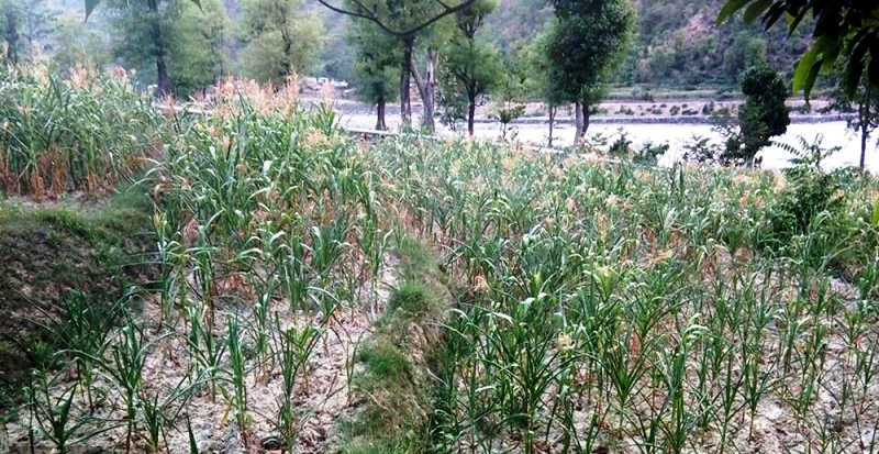 असारमा खडेरी परेपछि रामेछापका किसान चिन्तीत