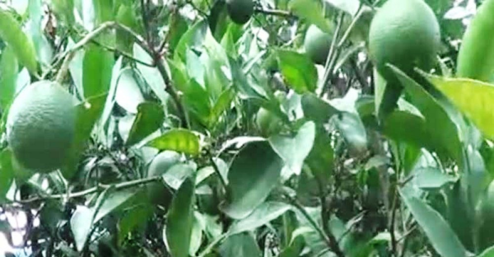 सिन्धुलीमा गुणस्तरीय जुनार उत्पादनको तयारी