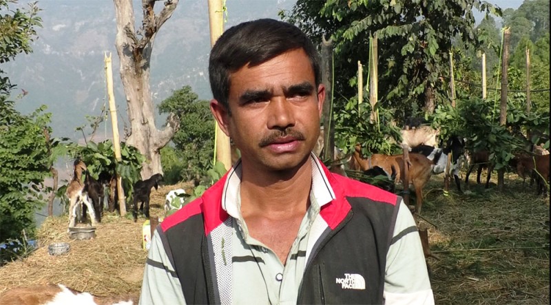 बाख्रा पालन र गोलभेडा खेतिबाट बार्षिक १० लाख कमाउँछन् फुलासीका खिमबहादुर अधिकारी