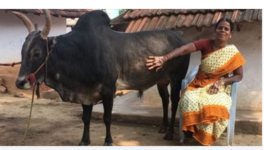 जीवनभर बिहे नै नगरी बसेकी महिला, खास कारण यस्तो पो रहेछ