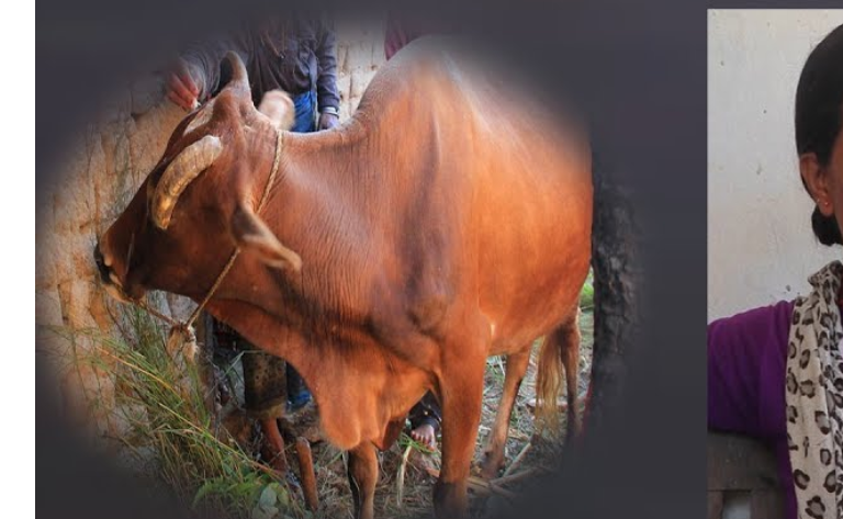 दशैको मुखैमा कन्चनपुरमा यसरि गरे गाईलाई ब*ल*त्कार,हेर्नुहोस(भिडियो)