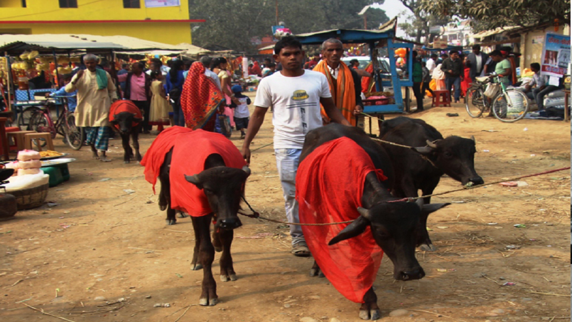 गढीमाई मन्दिरमा जात्रा,आज राँगाको बलि