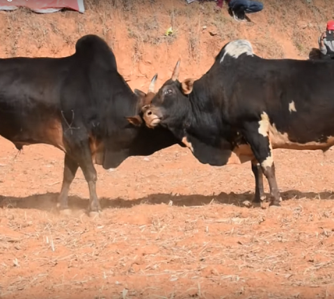 माघ १ नुवाकोटमा गुरु जुधाई(भिडियो)