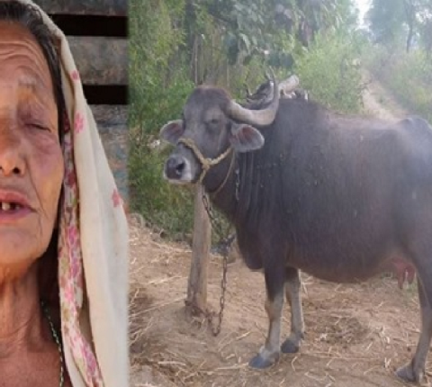 काण्ड सेलाउन नपाउदै गुल्मीबाट आयो फेरी अर्को काण्ड ! भैसि बलत्कार पछी मालिकको हत्या (भिडियो)
