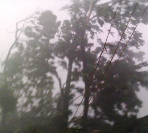 हावाहुरीले रुख ढाल्दा ६ वर्षीय बालकसहित दुईको ज्या*न गयो