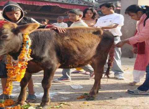 भाइटीकाको दिन आजै गोवद्र्धन पूजा पनि कसरी ?