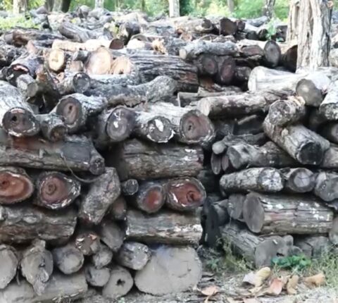 काठ दाउरा फुकुवा गर्न वन उपभोक्ता समितिको माग
