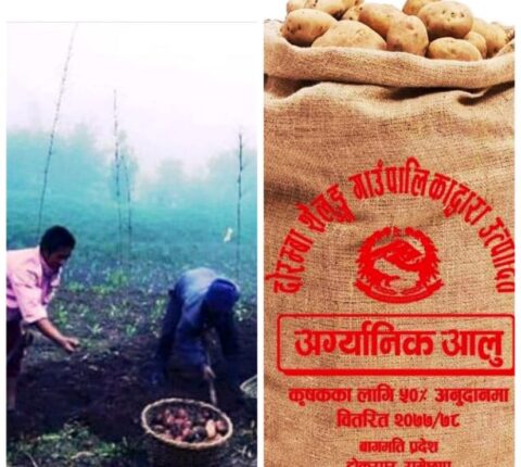 किसानलाई आलु भित्र्याउन भ्याइनभ्याइ