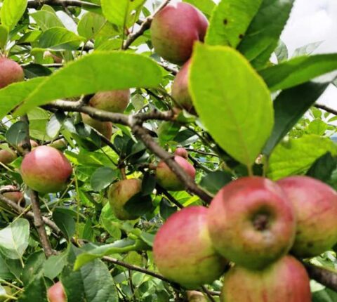 शैलुङ्ग क्षेत्रमा लटरम्भ फल्यो कश्मीरे स्याउ