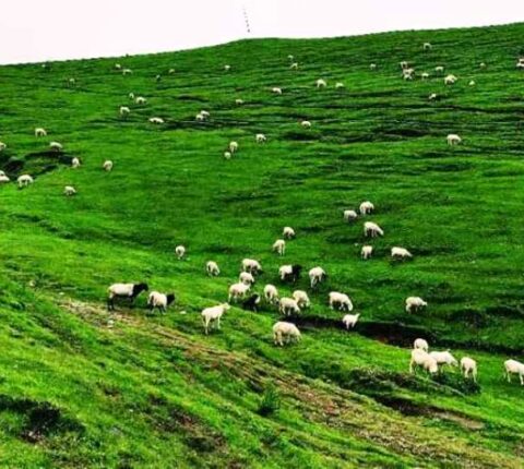 शैलुङ्गमा अर्को आकार्षण थपियो