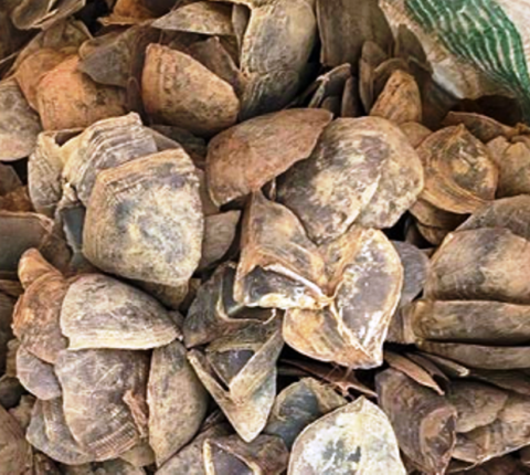 सिन्धुलीमा सालकको खपेटासहित एक जना पक्राउ