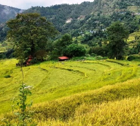 बेमौसमी वर्षाका कारण ओखलढुङ्गामा धान, कोदो र फापरमा क्षति