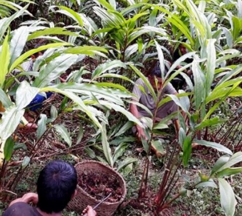 सोलुखुम्बुमा अलैँची उत्पादन १७ प्रतिशतले घट्यो
