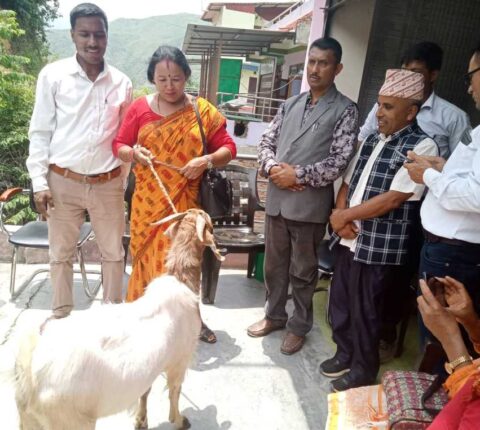 ५० प्रतिशत अनुदानमा बोयर क्रस बोका/पाठी वितरण
