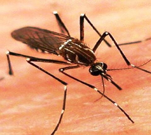 रामेछापमा १६ जनामा डेंगी संक्रमण