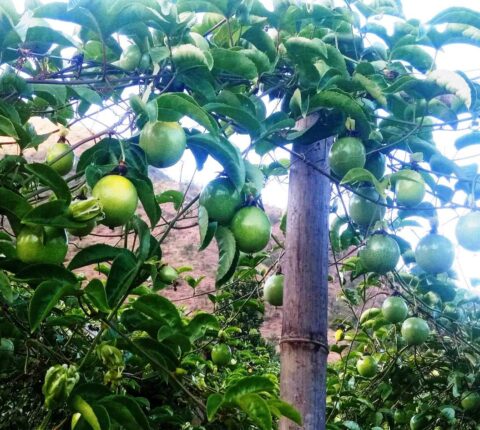 खाँडादेवी गाउँपालिका–३ सित्खाका दुई भाइको लहरे आँपबाट राम्रो आम्दानी