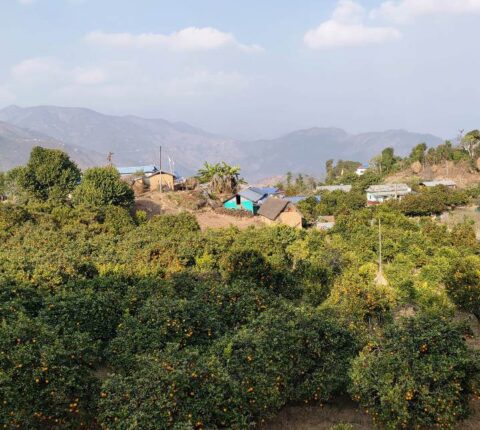 रामेछापमा जुनारको उत्पादन बढ्यो : गत वर्ष भन्दा १ हजार ६८ मेट्रिक टन बढी उत्पादन