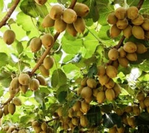रामेछापमा यो वर्ष किवीको उत्पादन बढ्यो : गत वर्ष भन्दा ५७ मेट्रिक टन बढी उत्पादन