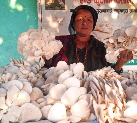 च्याउ खेतीबाट गाउँमै राम्रो आम्दानी