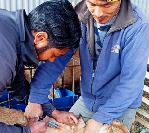 बागमती प्रदेशका सबै जिल्लामा बाख्रालाई पीपीआर खोप अभियान सुरु