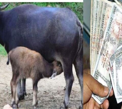 मन्थली नगरपालिकामा एक सय ७० भैँसीलाई सुत्केरी भत्ता