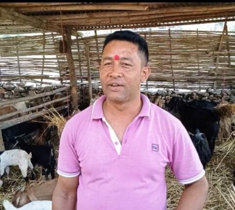 खाँडादेवी गाउँपालिका–३ सित्खाका कल्याण खत्रीको बाख्रा पालनबाट वार्षिक तीन लाख आम्दानी