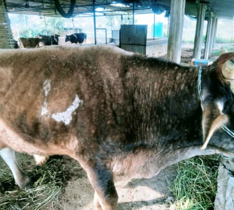 मन्थली नगरपालिकाको सबै वडामा लम्पी स्किन रोग फैलियो : वडा नं ६ मा व्यापक