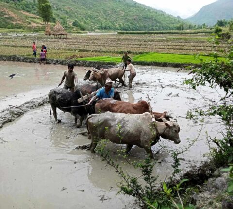 पर्याप्त वर्षा नभएपछि रामेछापका किसानले खेत रोप्न पाएनन्, कृषि ज्ञान केन्द्र भन्छ ४४ प्रतिशत रोपाइँ सकियो