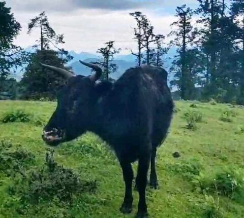 लम्पी स्किन रोगले रामेछापको सैलुङ क्षेत्रका ४२ चौँरी मरे