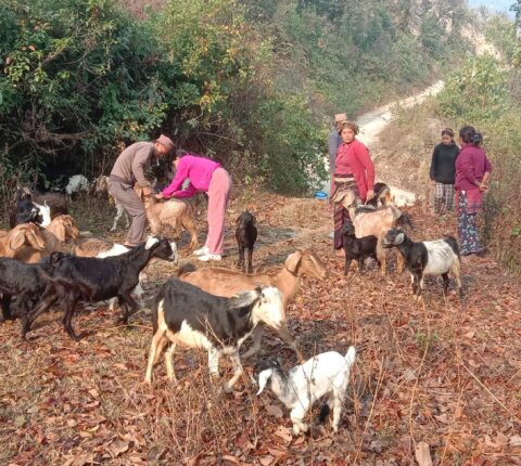 रामेछापमा एक लाख ३६ हजार भेडा बाख्रालाई पिपिआर खोप
