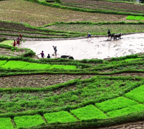 २२ औँ राष्ट्रिय धान दिवस तथा रोपाइँ महोत्सव रामेछापमा विभिन्न कार्यक्रम गरि मनाइँदै