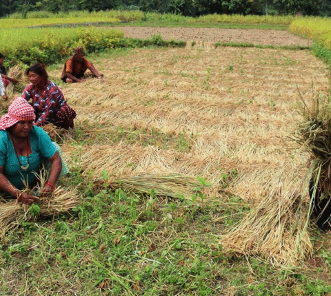 धान भित्र्याउने समयमा बेमौसमी वर्षाले रामेछापका किसान चिन्तित