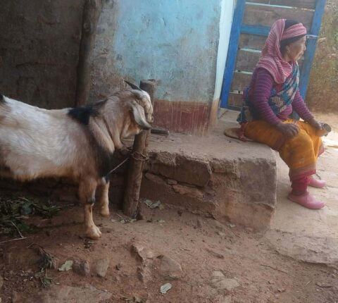 मन्थली नगरपालिका–८ चिसापानीमा रातको समयमा खसी चोरी