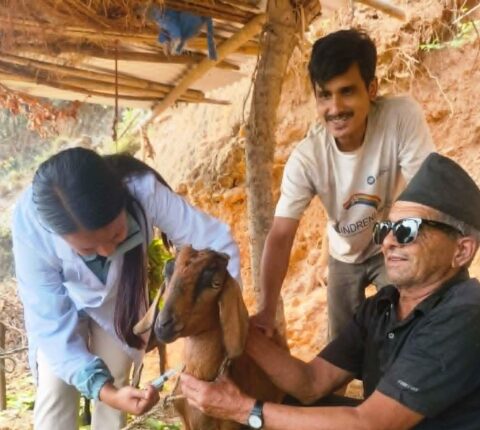 मन्थलीमा पशु स्वास्थ्य अभियानः गाई भैँसी र भेडा बाख्रामा निःशुल्क खोप